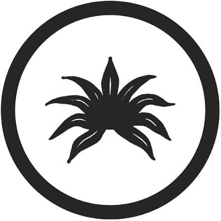 Agave